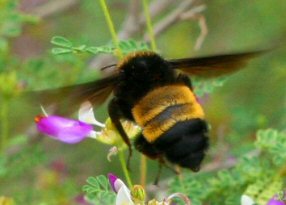 dalea
