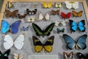This butterfly display is one of the many collections at the Carnegie Museum of Natural History.
