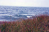 Presque Isle Cormorants